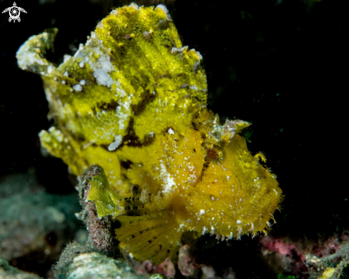 A Leaf scorpionfish