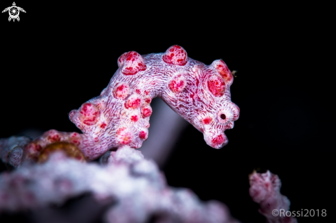 A Pygmy seahorse