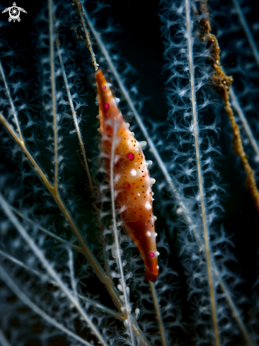 A Aclyvolva sp. | Allied Cowry