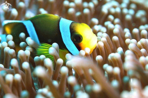 A Clownsfish Macro up close in the Anemone,Mauritius.