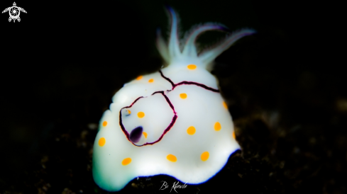 Nudibranch 