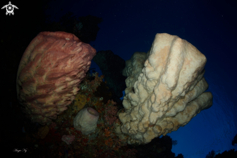 A Sponges coral