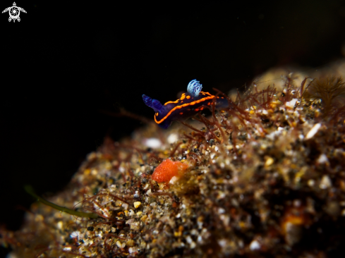 A Nudibranch