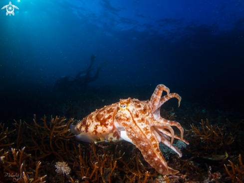 A CuttleFish