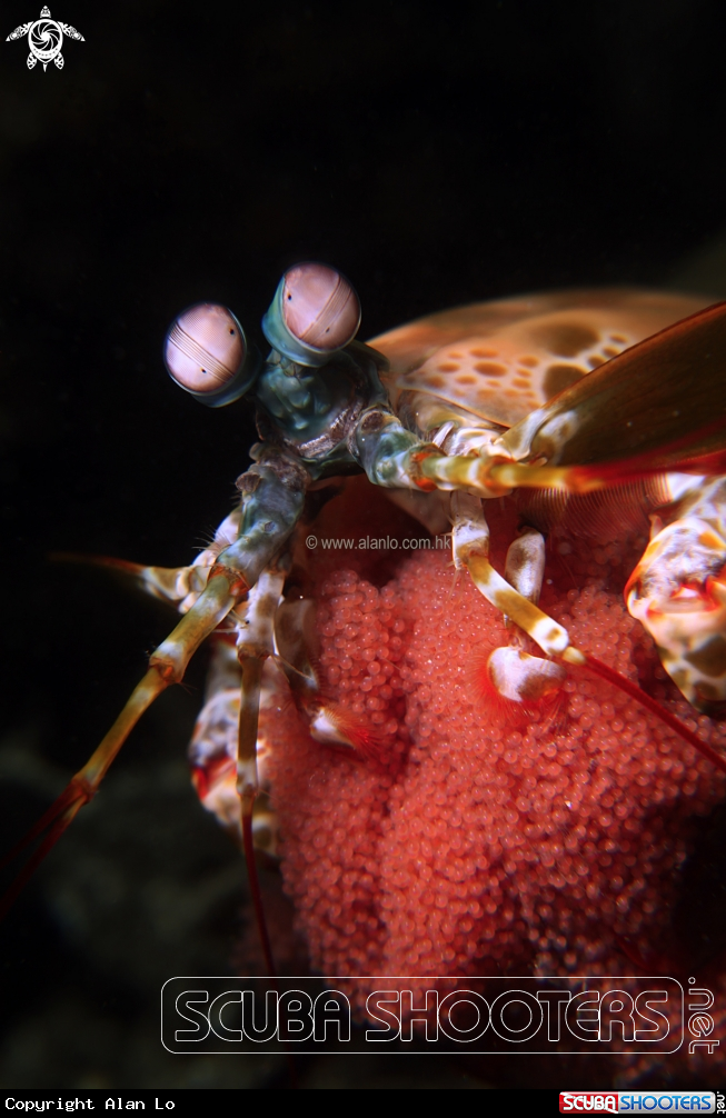 A mantis shrimp