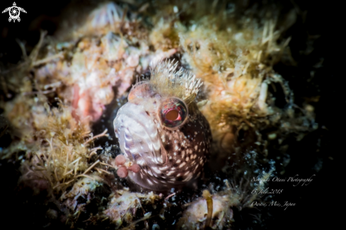 A Moss fringehead