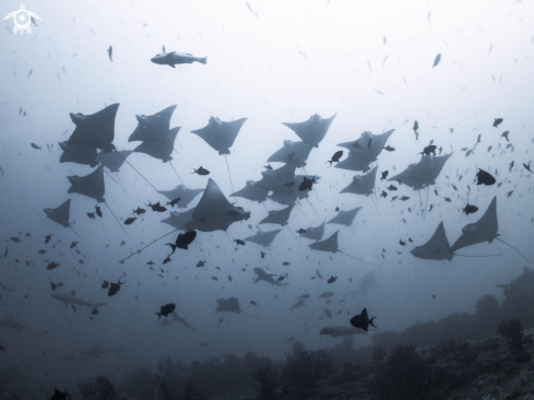 A School of Eagle Ray