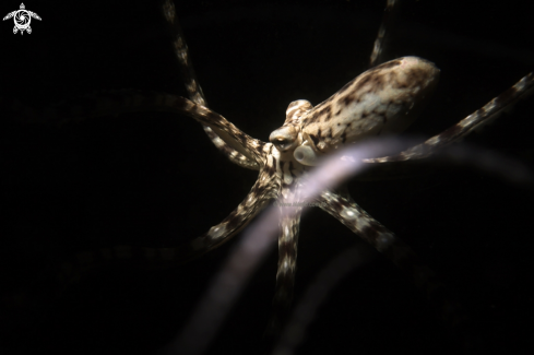 A mimic octopus