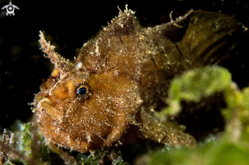 A Antennarius randalli, | Randall's frogfish