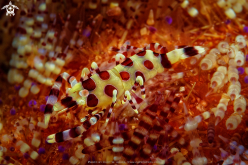 A Periclimenes Colman | Coleman Shrimp