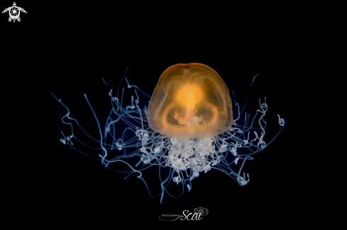 A Immortal Jelly Fish