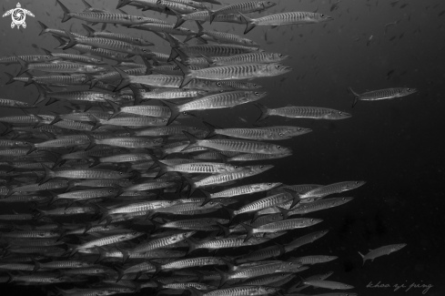 A Barracuda