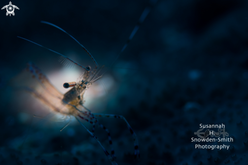 A Periclimenes yucatanicus | Spotted cleaner shrimp