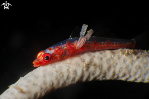 A Goby