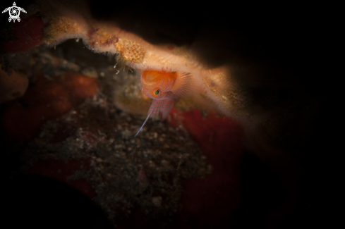 A Tiger Goby