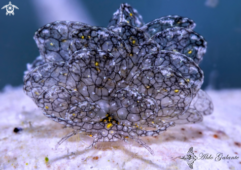 A Cyerce  Sea Slug, Nudibranch.