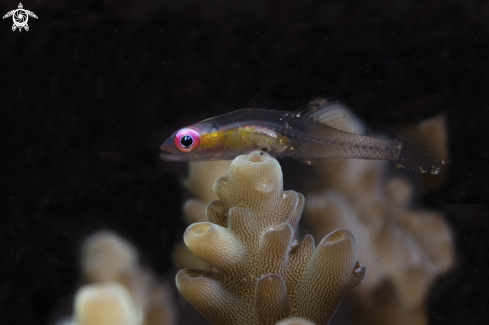 A pink-eyed goby