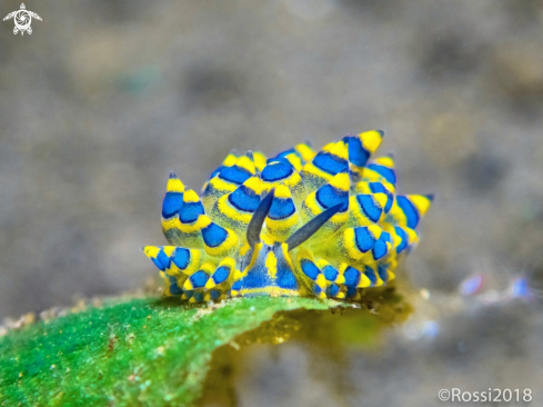 A Costasiella sp | Costasiella sp