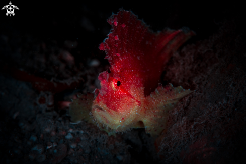 A Taenianotus triacanthus | Leaf Scorpionfish