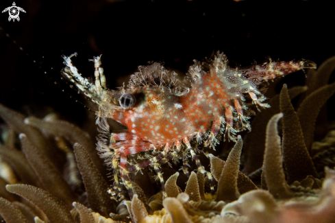 A Marble shrimp