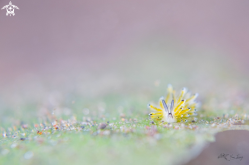 A Costasiella sp 4 | Nudibranch