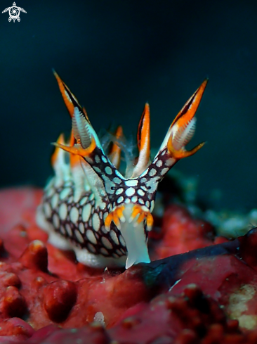 A Bornella anguilla  | Nudibranch