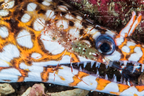 A Leopard moray eel and Clear Cleaner Shrimp at Kushimoto Wakayama Japan 21.July.2018