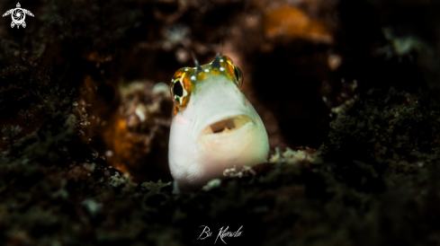 A Blenny fish 