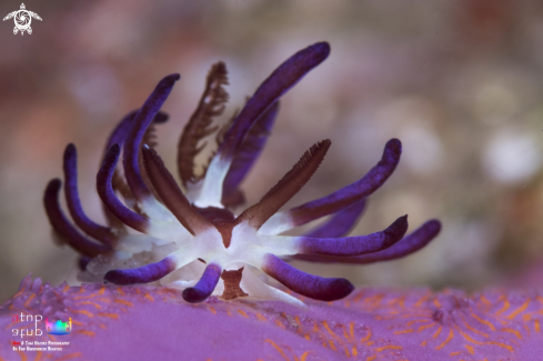 A Okenia kendi | Okenia kendi