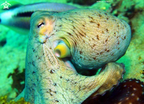 A Octopus Balaclava Turtle Bay ,Mauritius