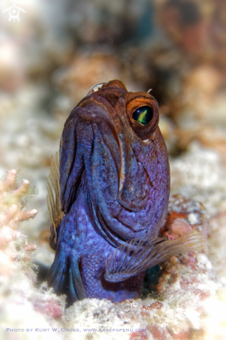 A Opistognathus sp. | Jawfish