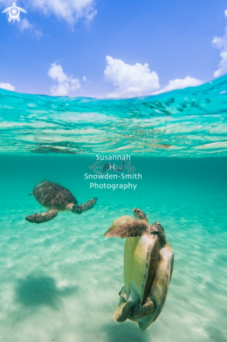 A Chelonia mydas | Mating Sea Turtles