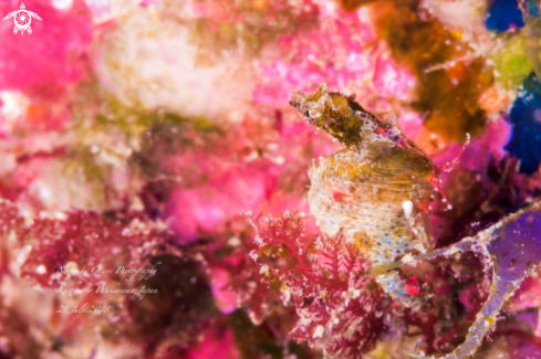 A Japanese pygmy seahorse