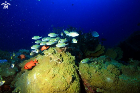 A Boulder formations with Cardinal Fish Mauritius.