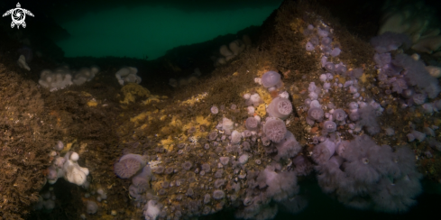 A Plumose Anemones