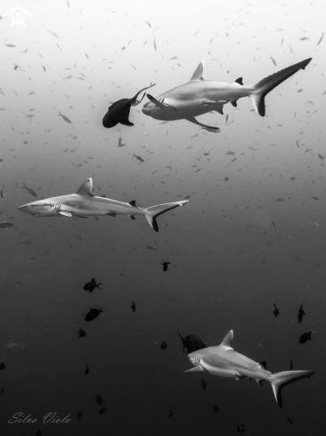 A Carcharhinus amblyrhynchos | Grey reef shark