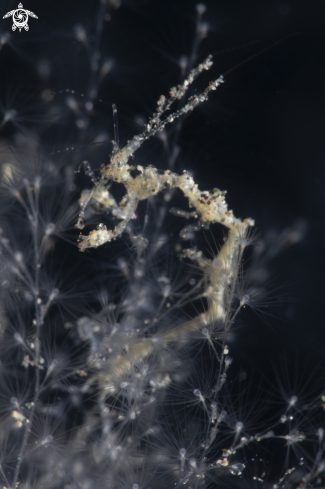 A Skeleton Shrimp