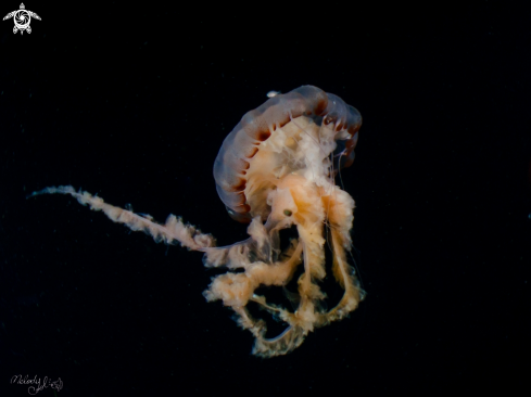 A jellyfish 