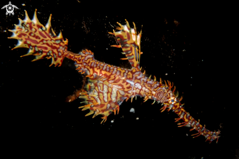 A Ornate ghost pipefish