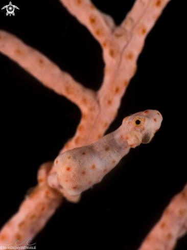 A Denise's Pygmy Seahorse