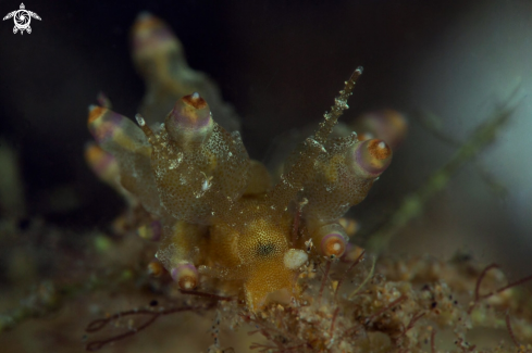 A Nudibranch Eubranchus mandapamensis (Rao, 1968)