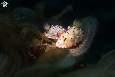 A Nudibranch Mexichromis multituberculata