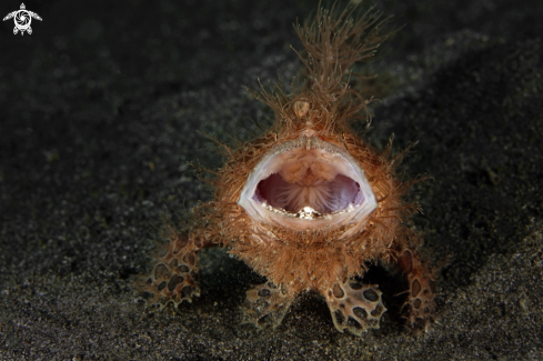 A Hairy frogfish  (Antennarius striatus) 