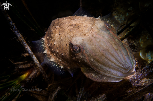 A cuttlefish