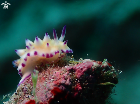 A Nudibranch