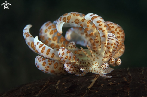 A Solar nudibranch (Phyllodesmium longicirrum )