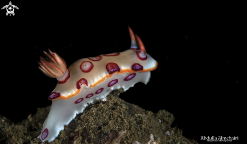 A Nudibranch