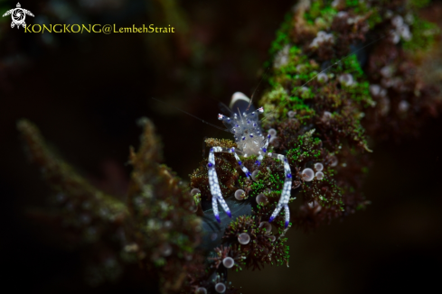 A Bubble Coral Shrimp