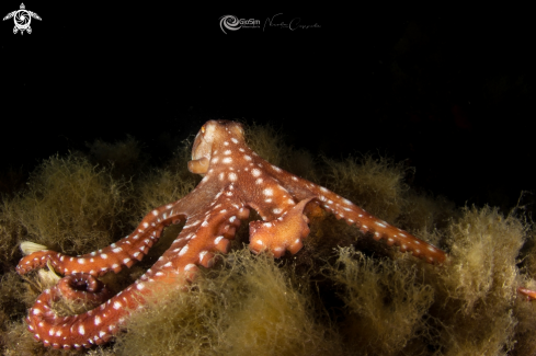 A Octopus macropus | Octopus macropus