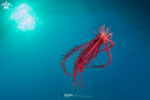 A Antedon Mediterranea | Giglio di mare